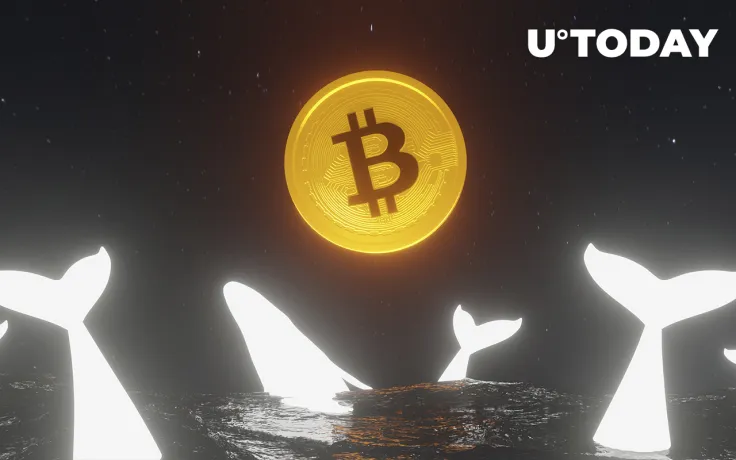 OmiseGO, REQ and LINK: Here's Why Whales Are Buying Coins from 2017