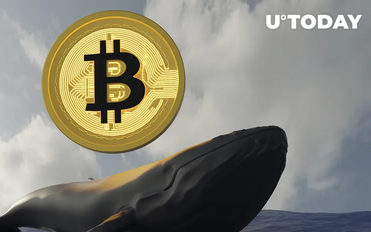 Whales Move Over 11,000 BTC in Just Hours as Bitcoin Plummets to Lows Near $40K: Details