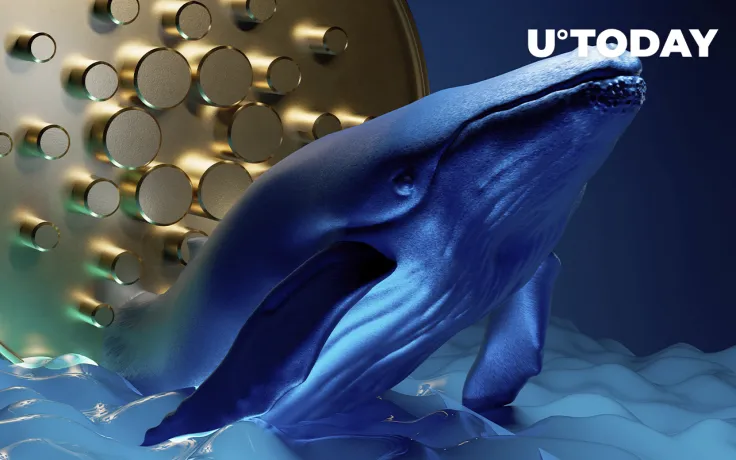 Cardano Addresses with 100,000+ ADA Surge Again as Price is Down 66% from ATH