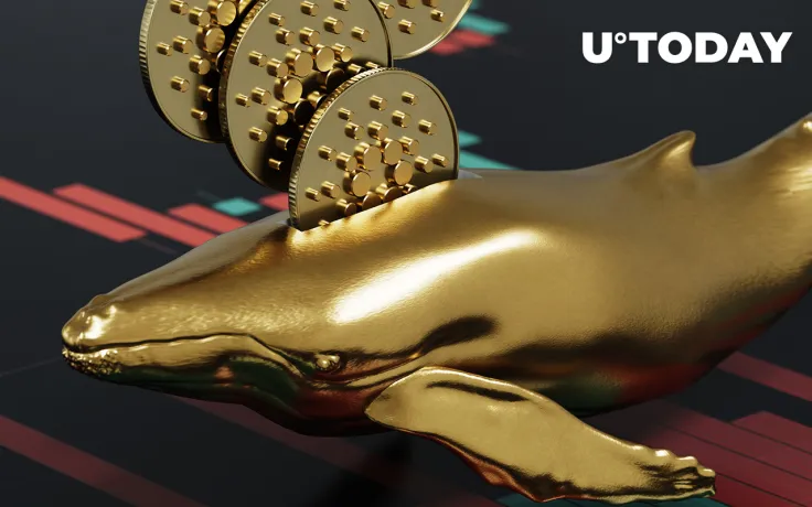 Cardano Whales Increase Large Transactions by 213% as Price Declines: Details