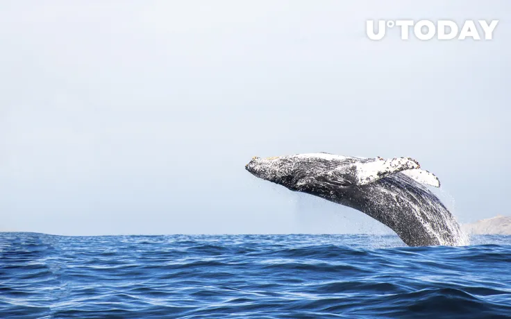 Massive Amount of Shiba Inu, ETH Gobbled by Whales Amid Dull Price Action: Details