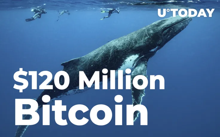 Anonymous Whale Suddenly Closes $120 Million Bitcoin Short on Market