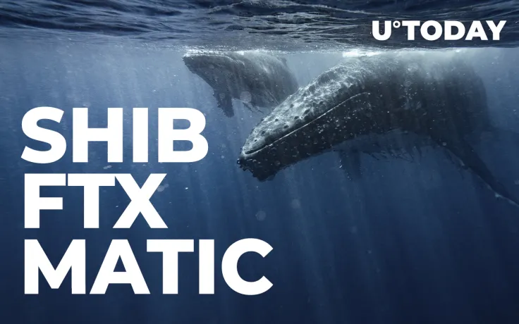 SHIB, FTX, MATIC on List of Assets Whales Are After: Report
