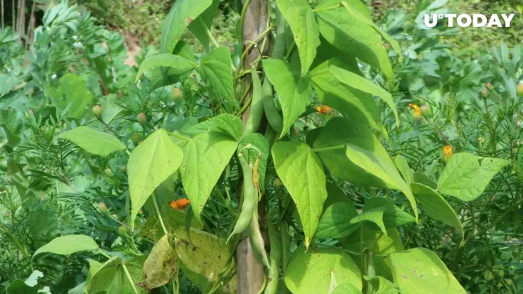 Beanstalk Suffers Massive Hack, BEAN Crashes to Zero