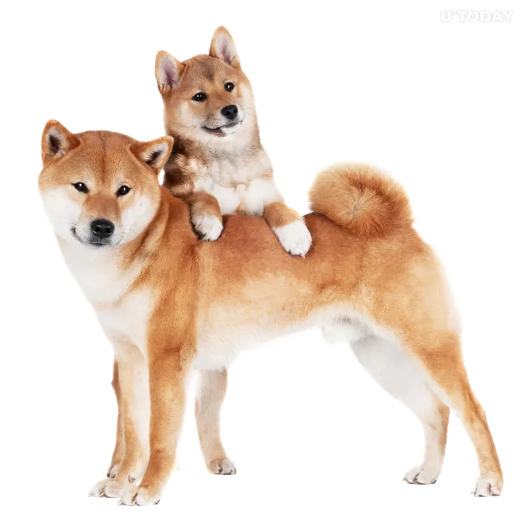 Shiba Inu Lost First Place as Biggest USD-Valued Holding Among Ethereum Whales, As This Token Takes Lead