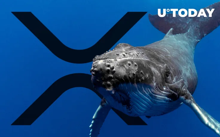 XRP Whales Massively Accumulating, Supply Held Reaches Two-Month High