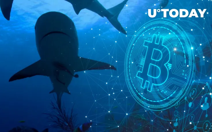52,000 BTC Bought by Bitcoin Sharks Over Past Month: Report