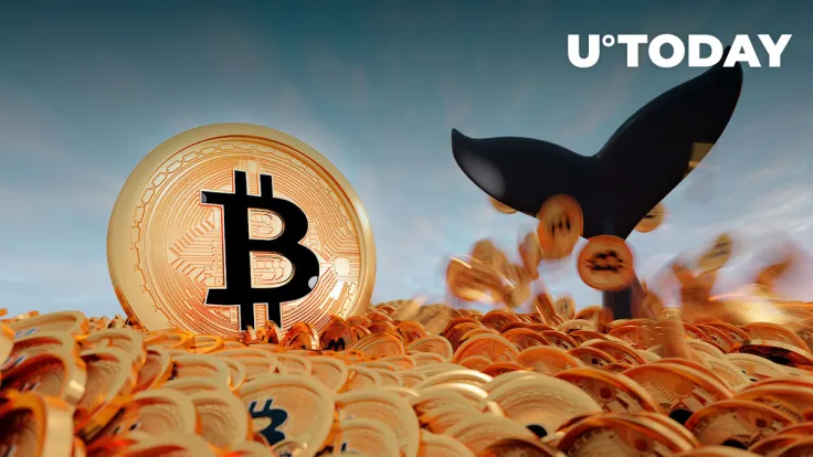 Bitcoin Whales Number Reaches New Local High, and Reason Might Be Simple