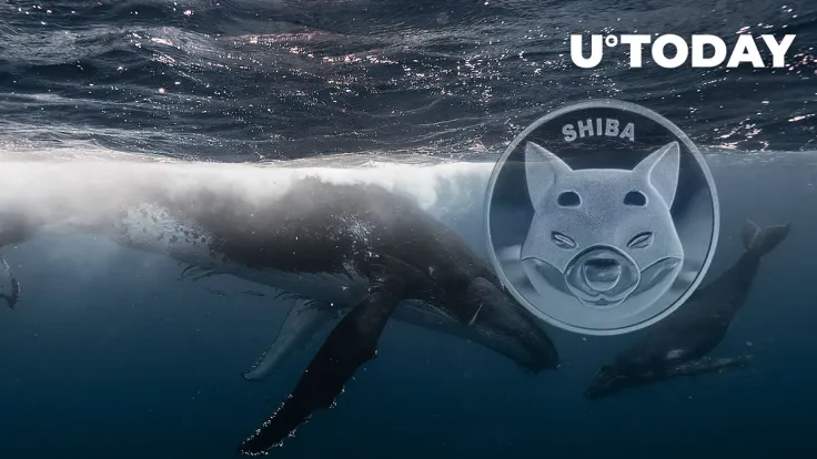 Whales Dump Record 1.2 Trillion SHIB, Here's How They Wanted to Benefit Here
