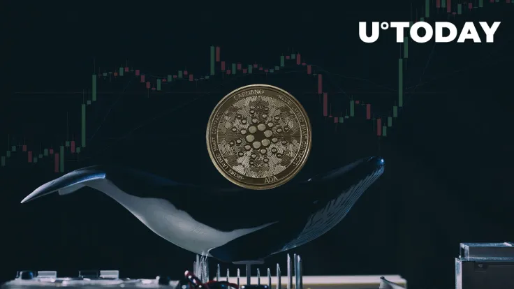 Cardano’s Big Day Arrives, Whales Grab ADA in Last-Minute Rush