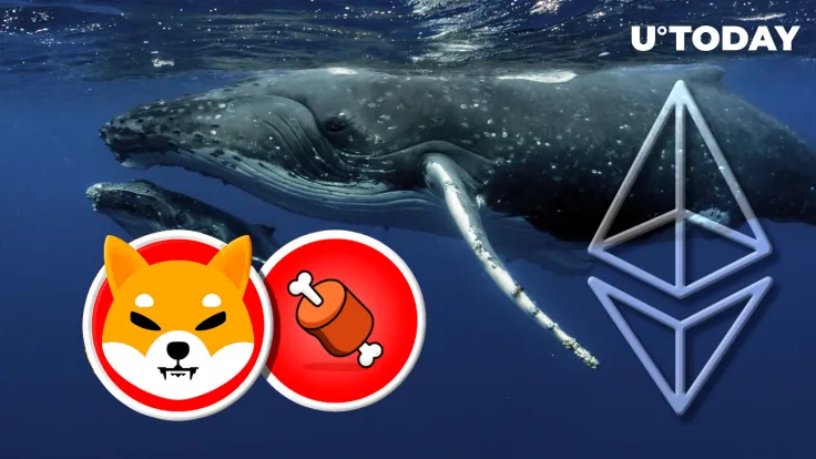 Shiba Inu's BONE Gains Solid Traction Among Ethereum Whales: Details