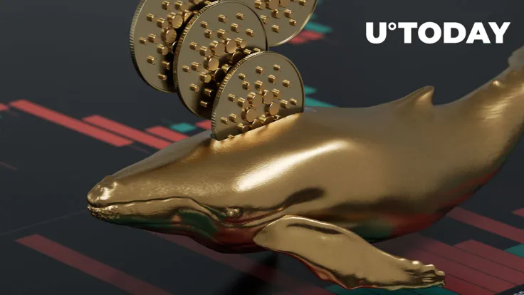 Cardano: Whales Go on Accumulation Spree on Another "Big" Day