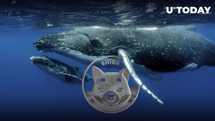 Shiba Inu Whale Spends $2 Million on SHIB, Taking Advantage of 8% Drop