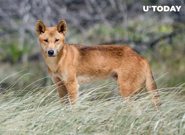 Dogecoin (DOGE) Offshoot Flagged as Scam by IT Security Company