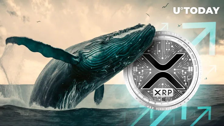 As XRP Price Recovers, Whale Activity and Wallet Holdings Surge