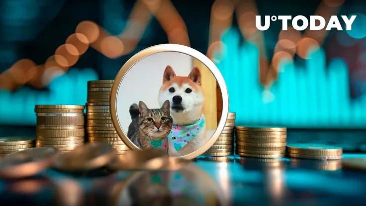 Cat of DOGE's Owner Skyrockets to $70 Million as Meme Coin