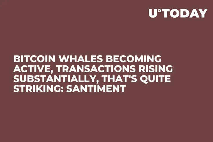 Bitcoin Whales Becoming Active, Transactions Rising Substantially, That's Quite Striking: Santiment