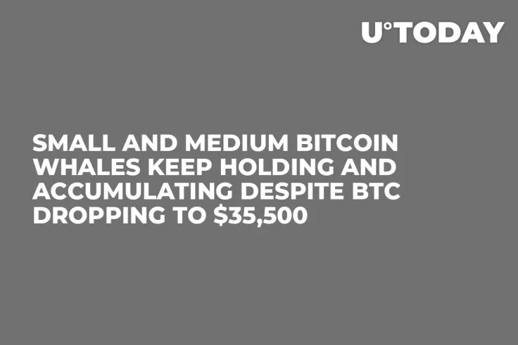 Small and Medium Bitcoin Whales Keep Holding and Accumulating Despite BTC Dropping to $35,500