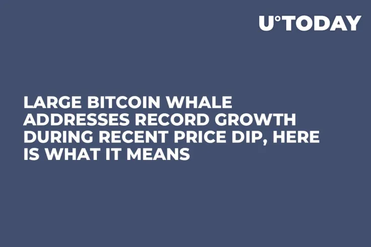 Large Bitcoin Whale Addresses Record Growth During Recent Price Dip, Here Is What It Means