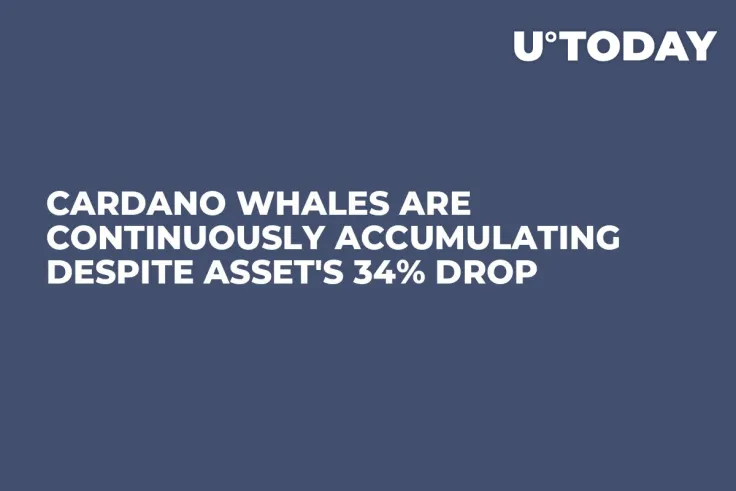 Cardano Whales Are Continuously Accumulating Despite Asset's 34% Drop
