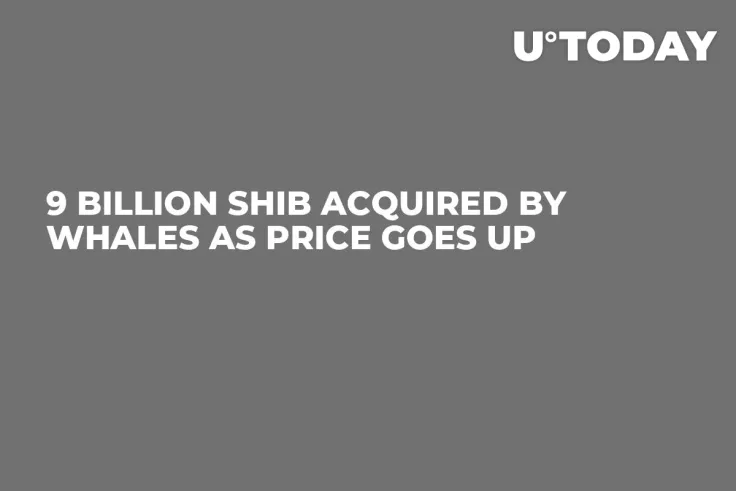 9 Billion SHIB Acquired by Whales as Price Goes Up