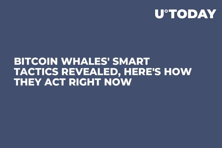 Bitcoin Whales' Smart Tactics Revealed, Here's How They Act Right Now