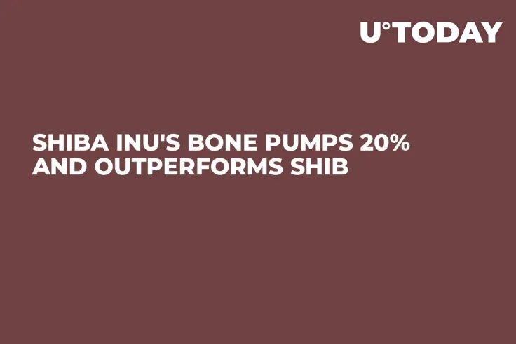 Shiba Inu's BONE Pumps 20% and Outperforms SHIB