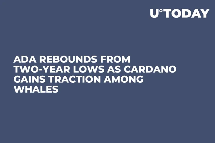 ADA Rebounds from Two-year Lows as Cardano Gains Traction Among Whales