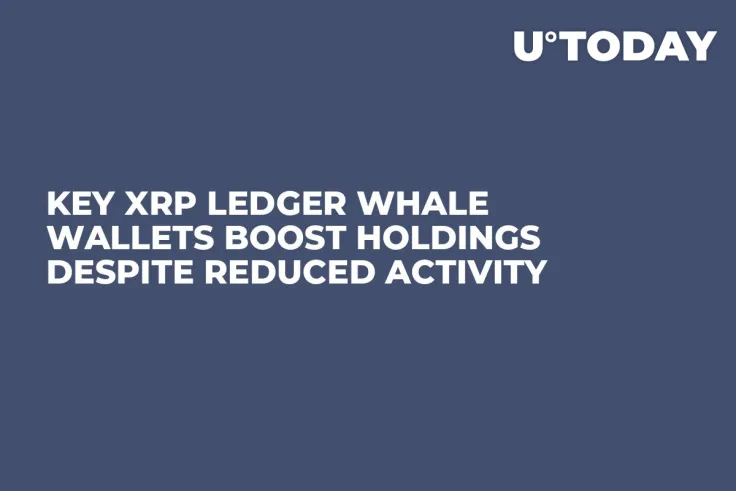 Key XRP Ledger Whale Wallets Boost Holdings Despite Reduced Activity