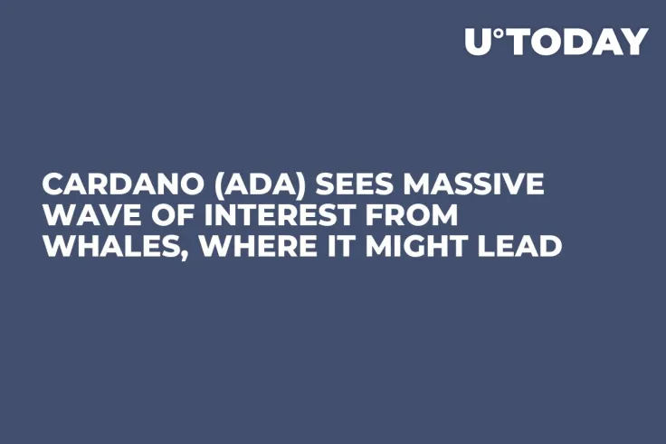 Cardano (ADA) Sees Massive Wave of Interest From Whales, Where It Might Lead