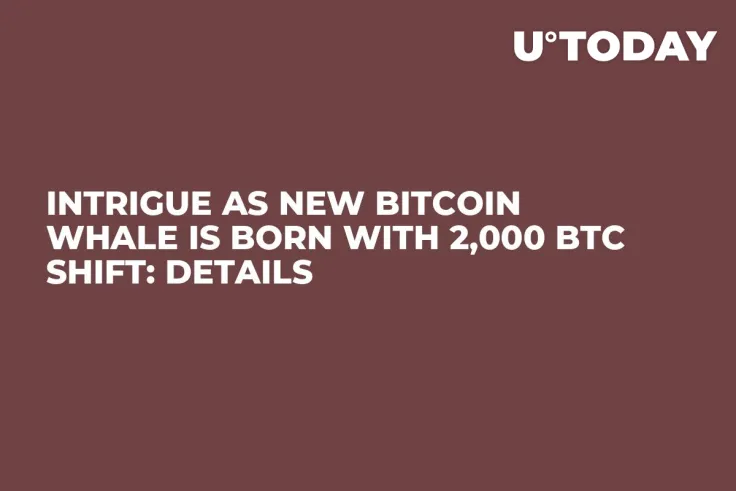 Intrigue as New Bitcoin Whale Is Born With 2,000 BTC Shift: Details