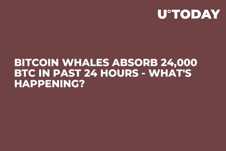 Bitcoin Whales Absorb 24,000 BTC in Past 24 Hours - What's Happening?