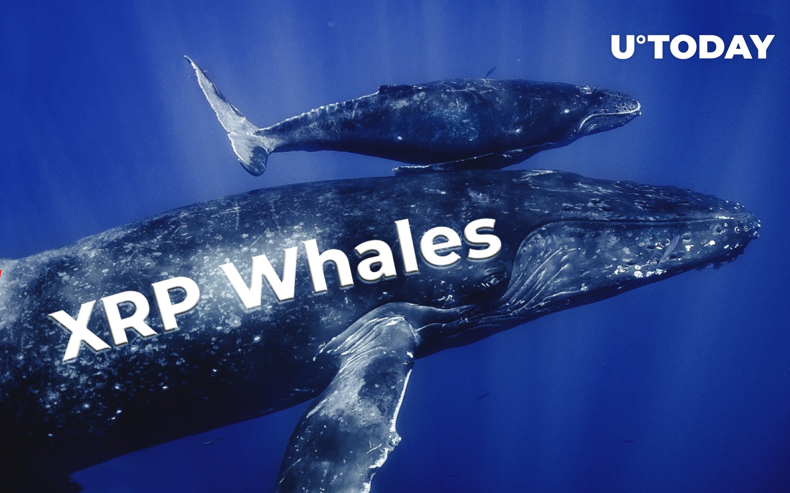 Number of XRP Whales Continues to Grow Data