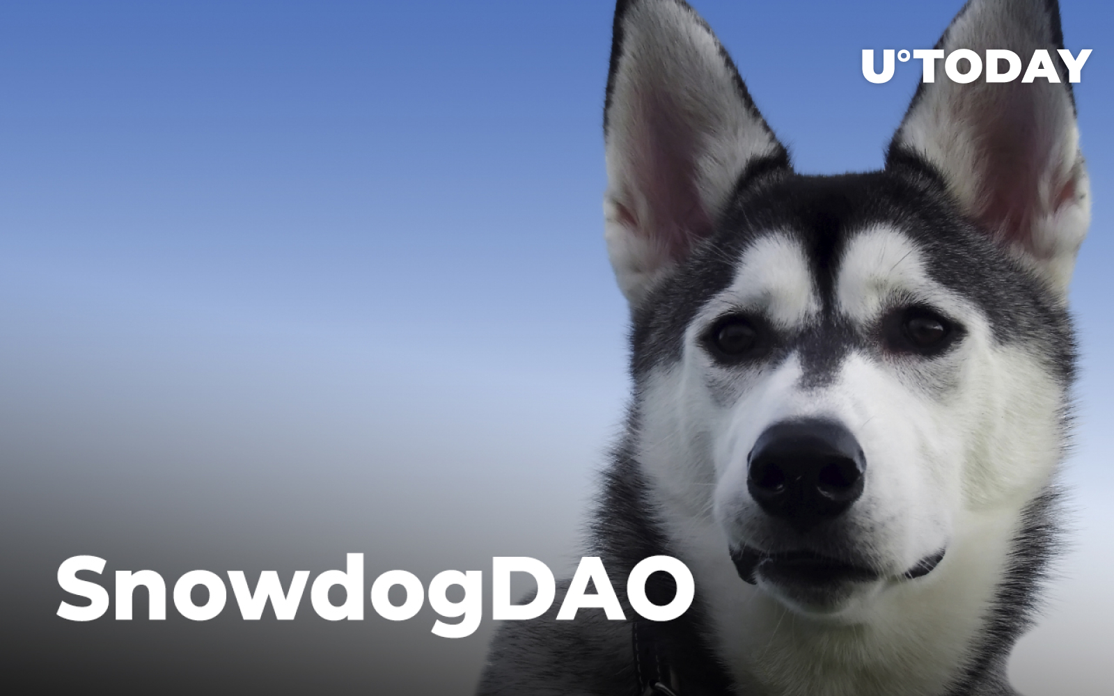 SHIB Competitor SnowdogDAO Allegedly Falls Victim to Largest Rug-Pull ...