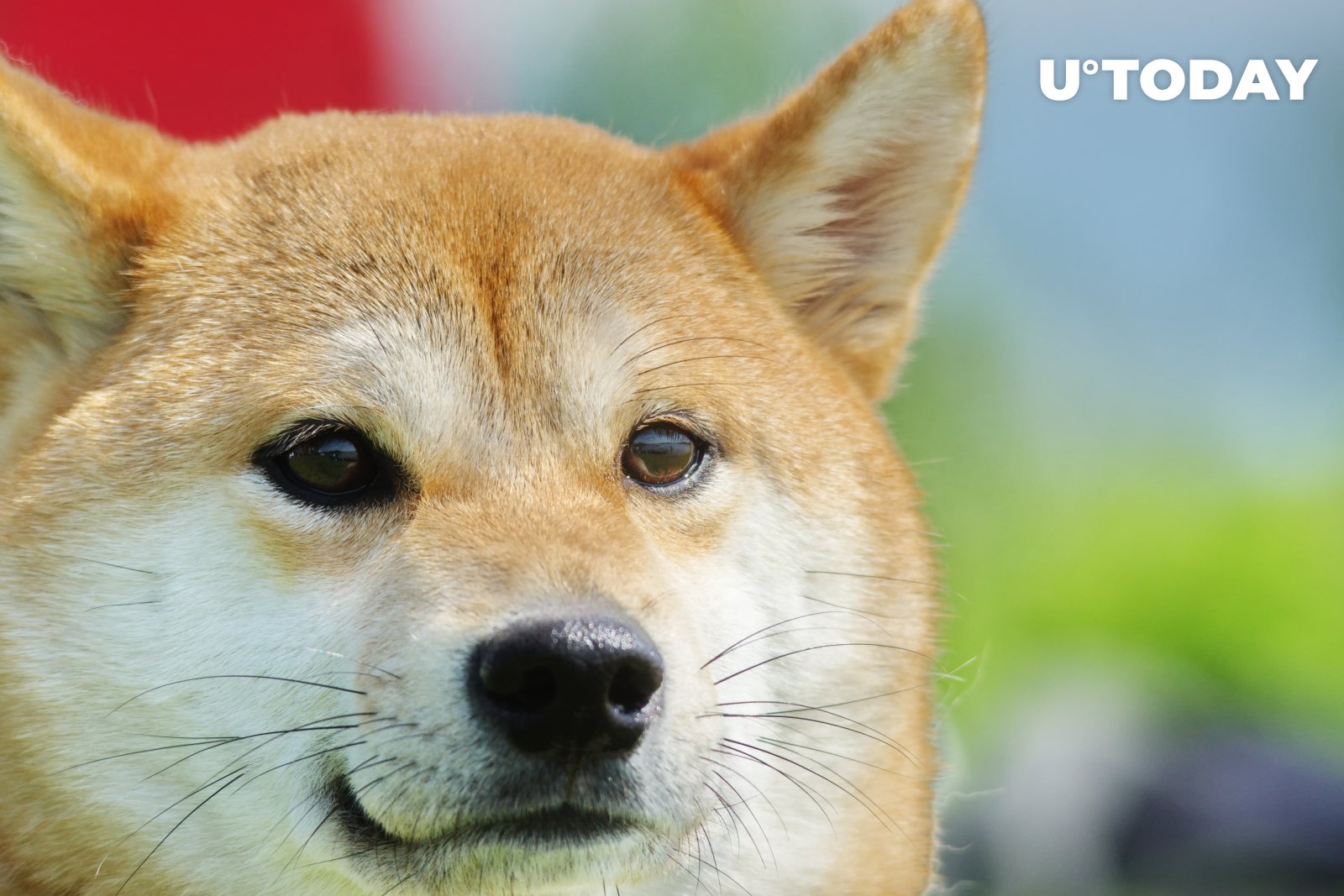 Shiba Inu And Dogecoin Unlikely To Rally In 22 According To Market Analyst