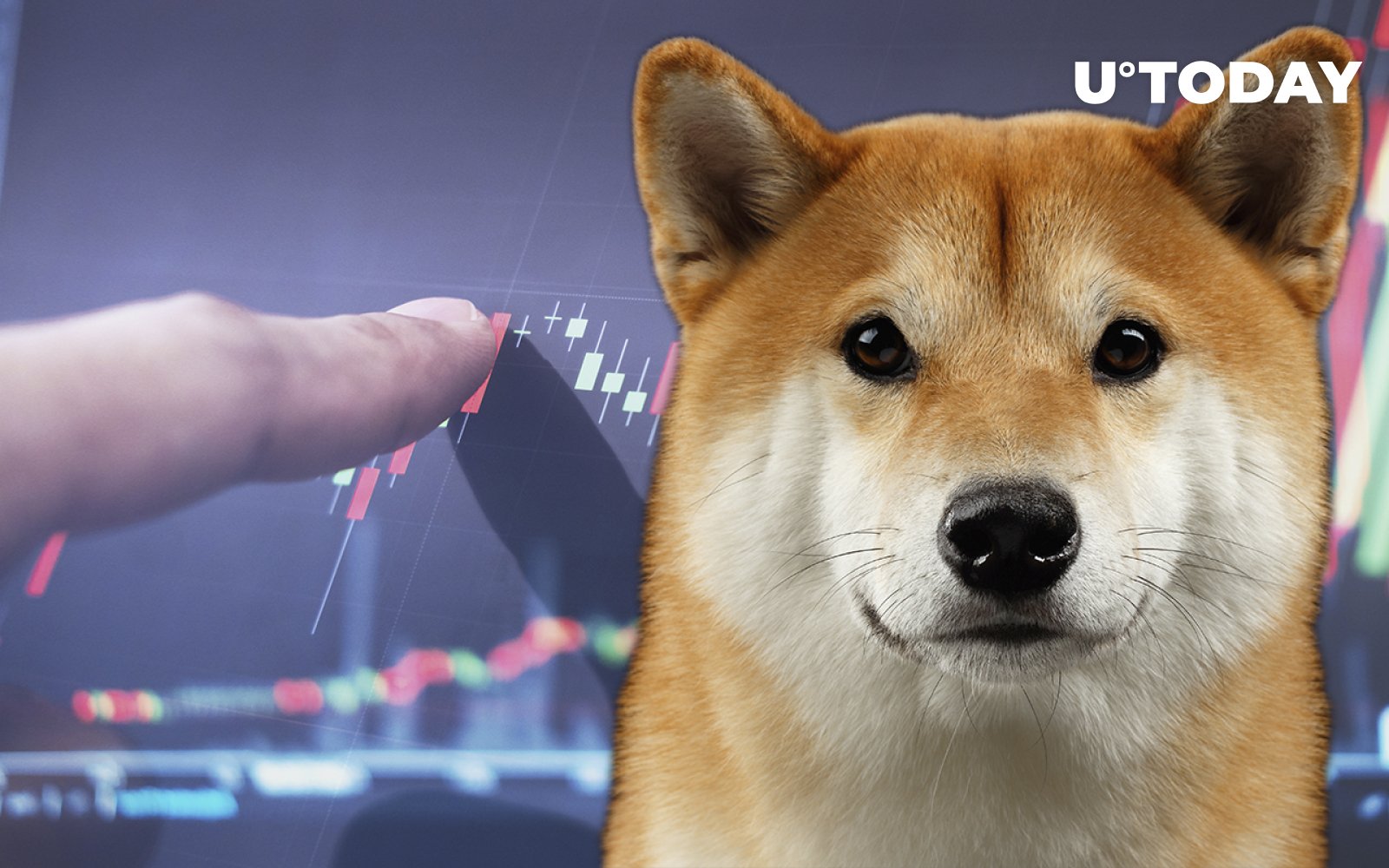 Meme Coin investors are diversifying from Shiba Inu and Dogecoin