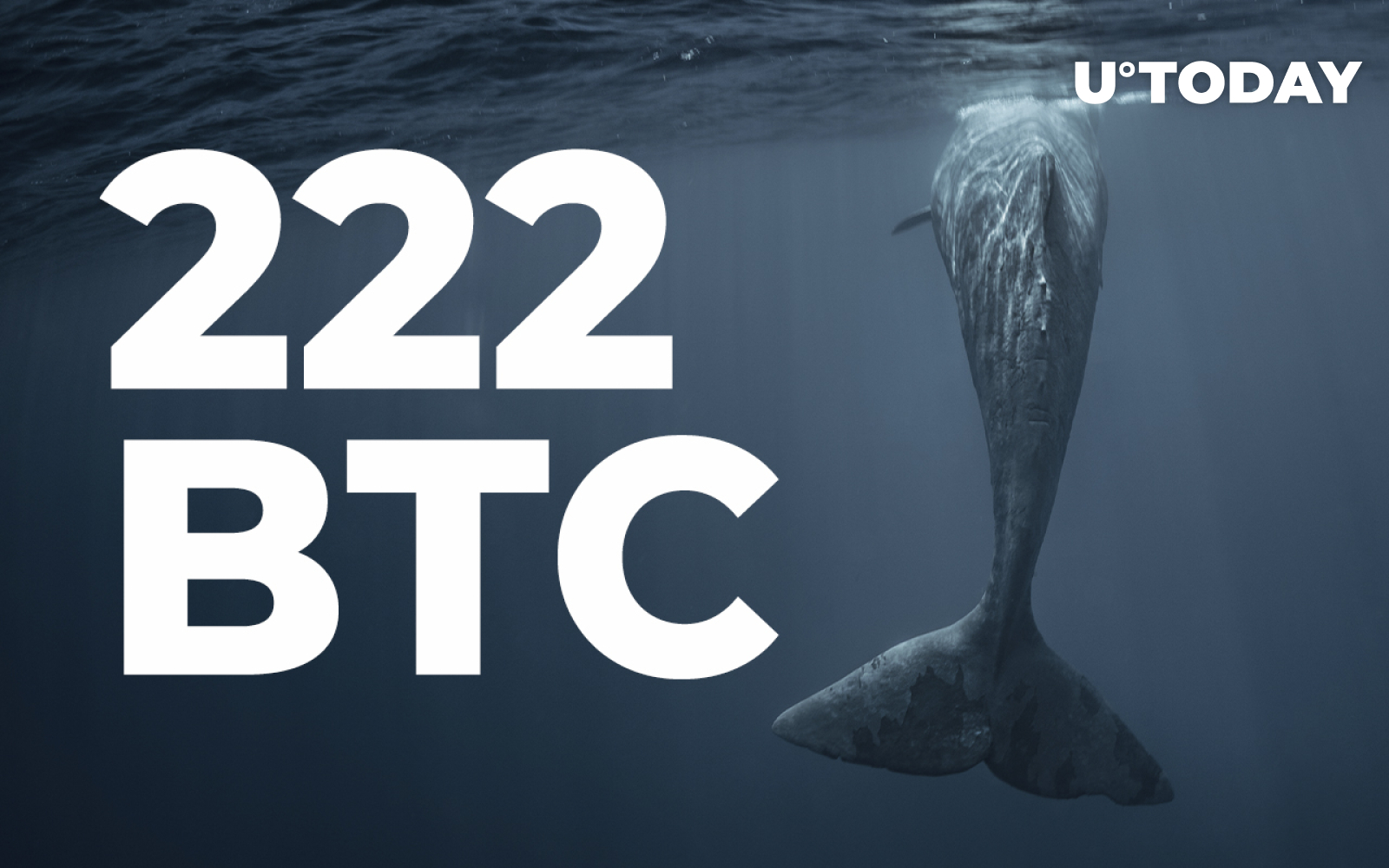 222 BTC Bought by Top Whale as Bitcoin Returns to $42K - U.Today