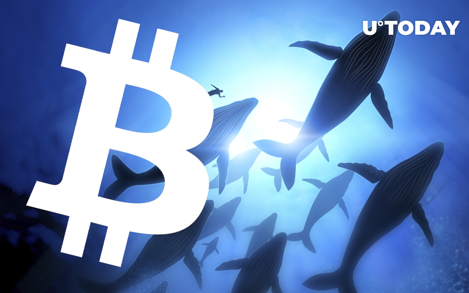 how much btc do u need to be a whale