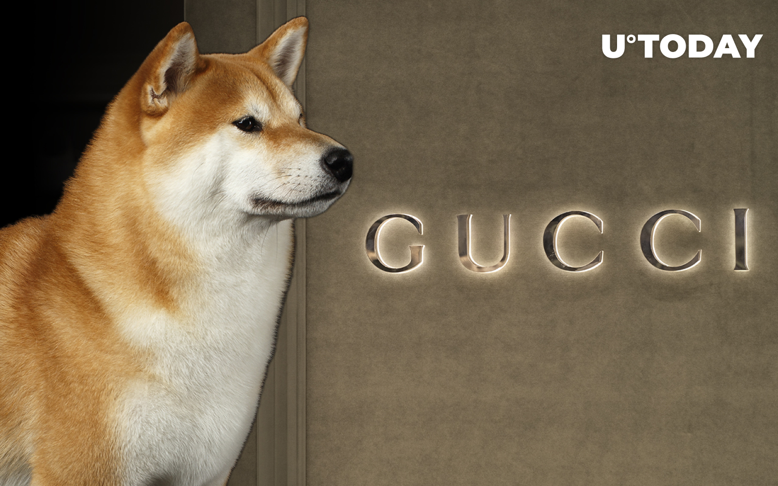 Which Dog Breed Are You Based On Your Gucci Preferences?