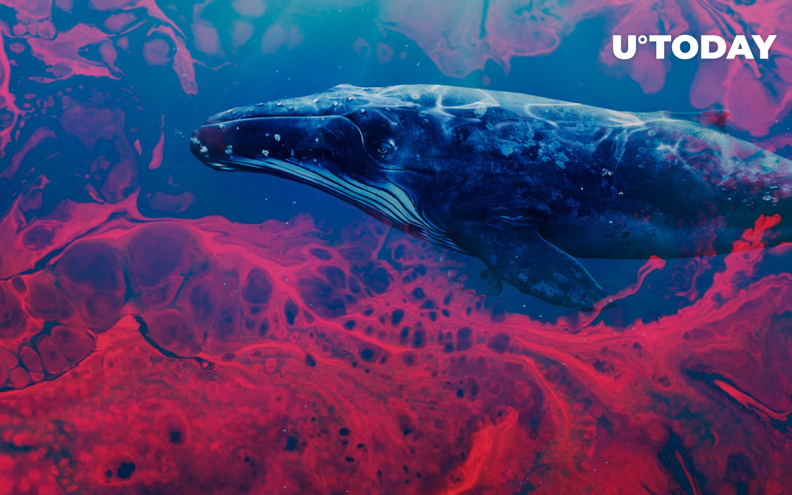 Institutional Whales Are Waiting to "Buy the Blood," Messari Report