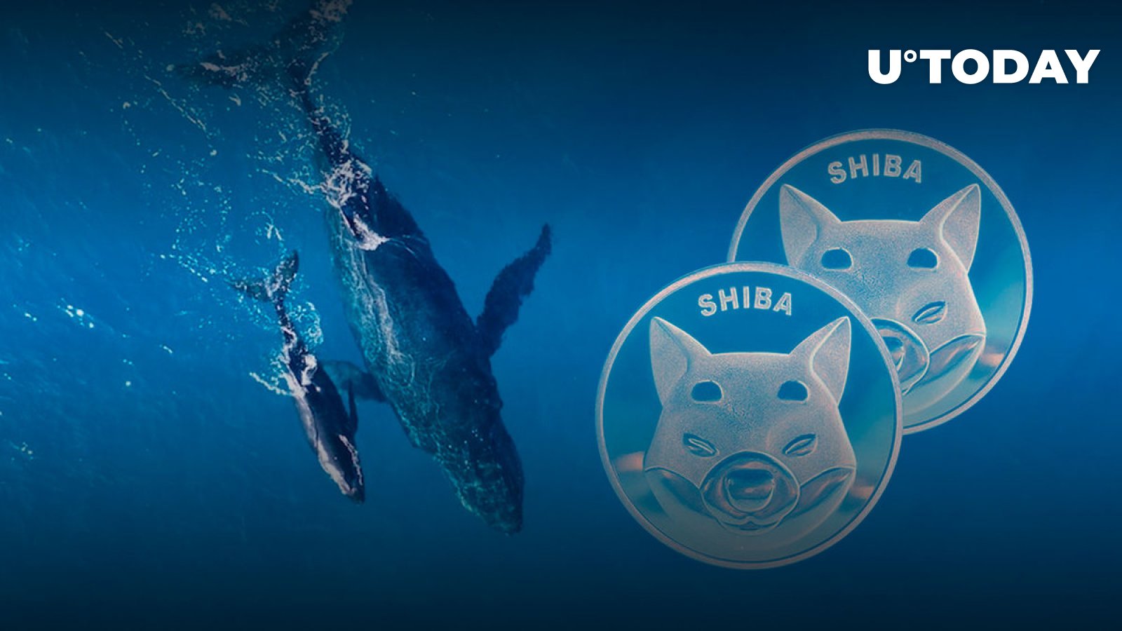 Shiba Inu Whales Timing SHIB Price Moment as Transactions Jump 275%