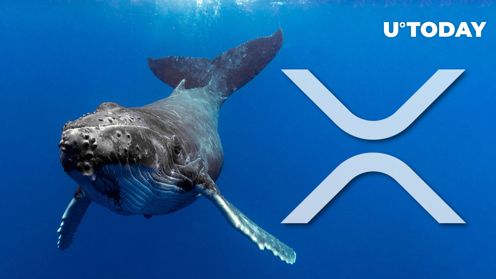 massive-xrp-whales-shift-313-million-xrp-in-one-fell-swoop-details