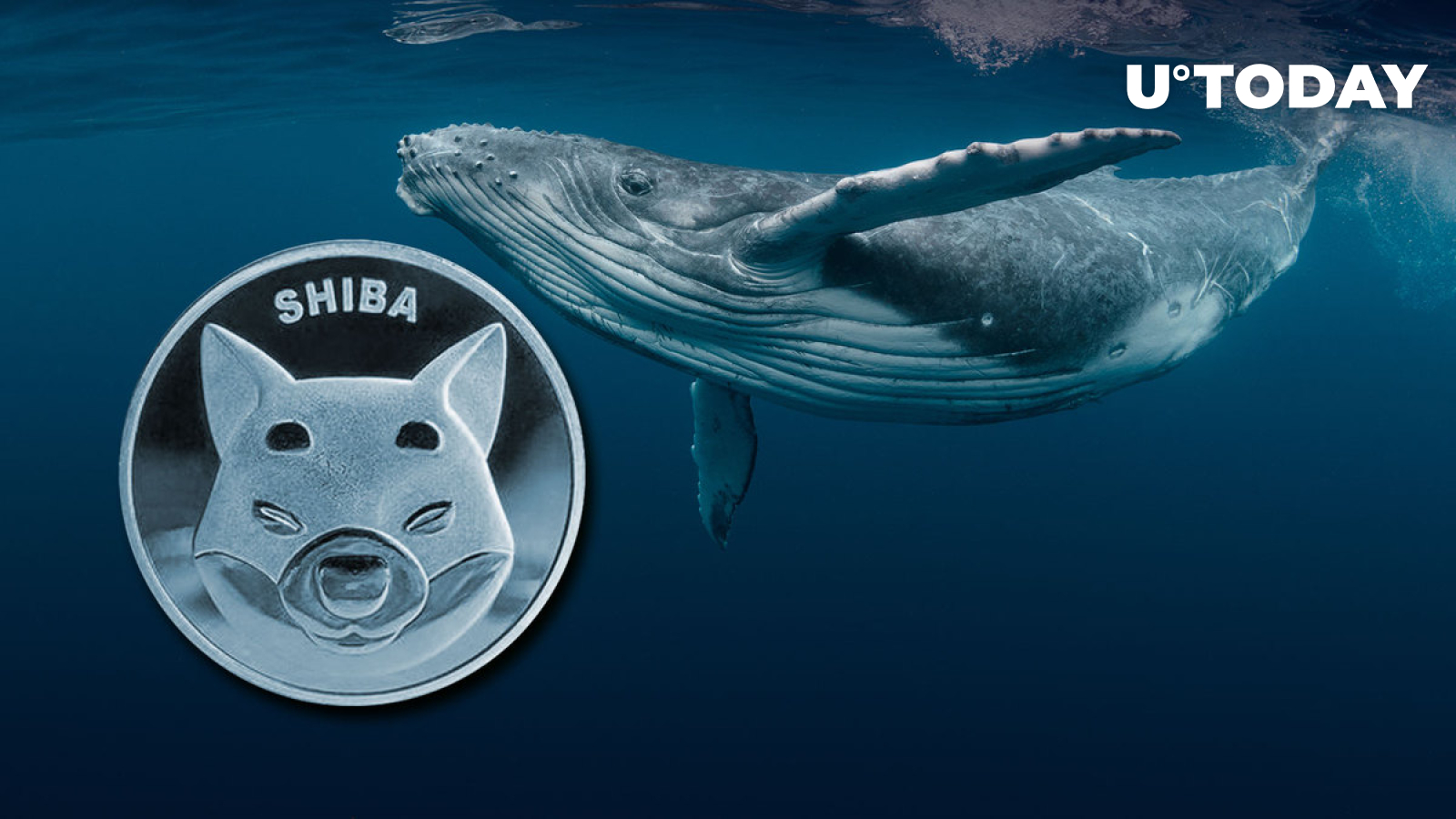 shib-trading-volume-up-102-as-whales-grab-323-billion-coins-in-24-hours