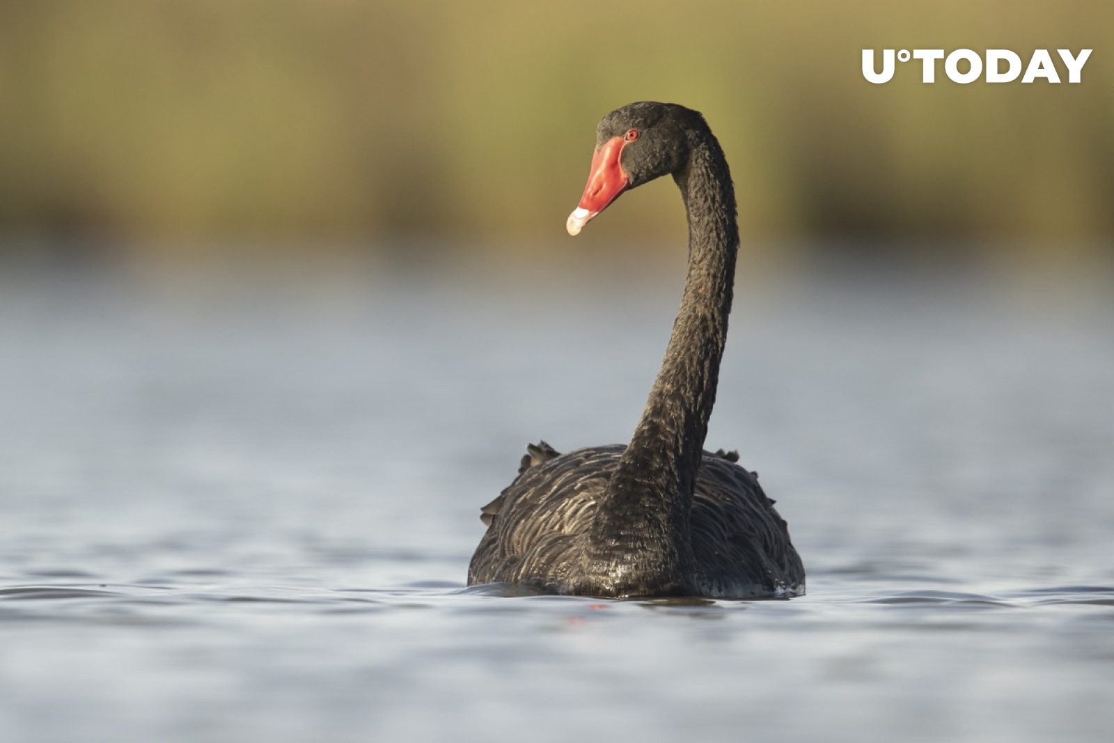 Why Is It Called A Black Swan Event