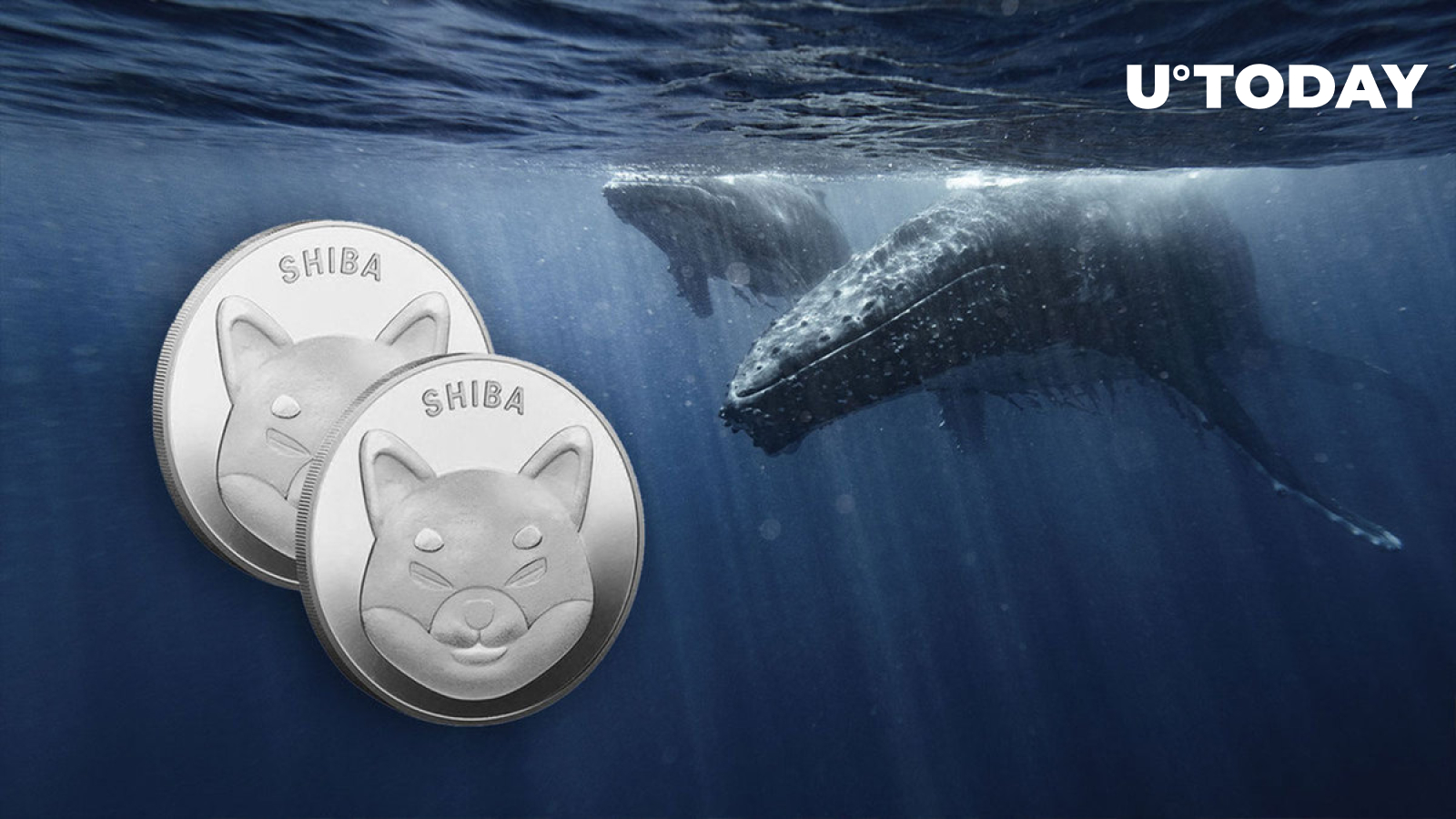 Shiba Inu (SHIB) Price Suddenly Turns Green as Whale Transactions Jump 56%