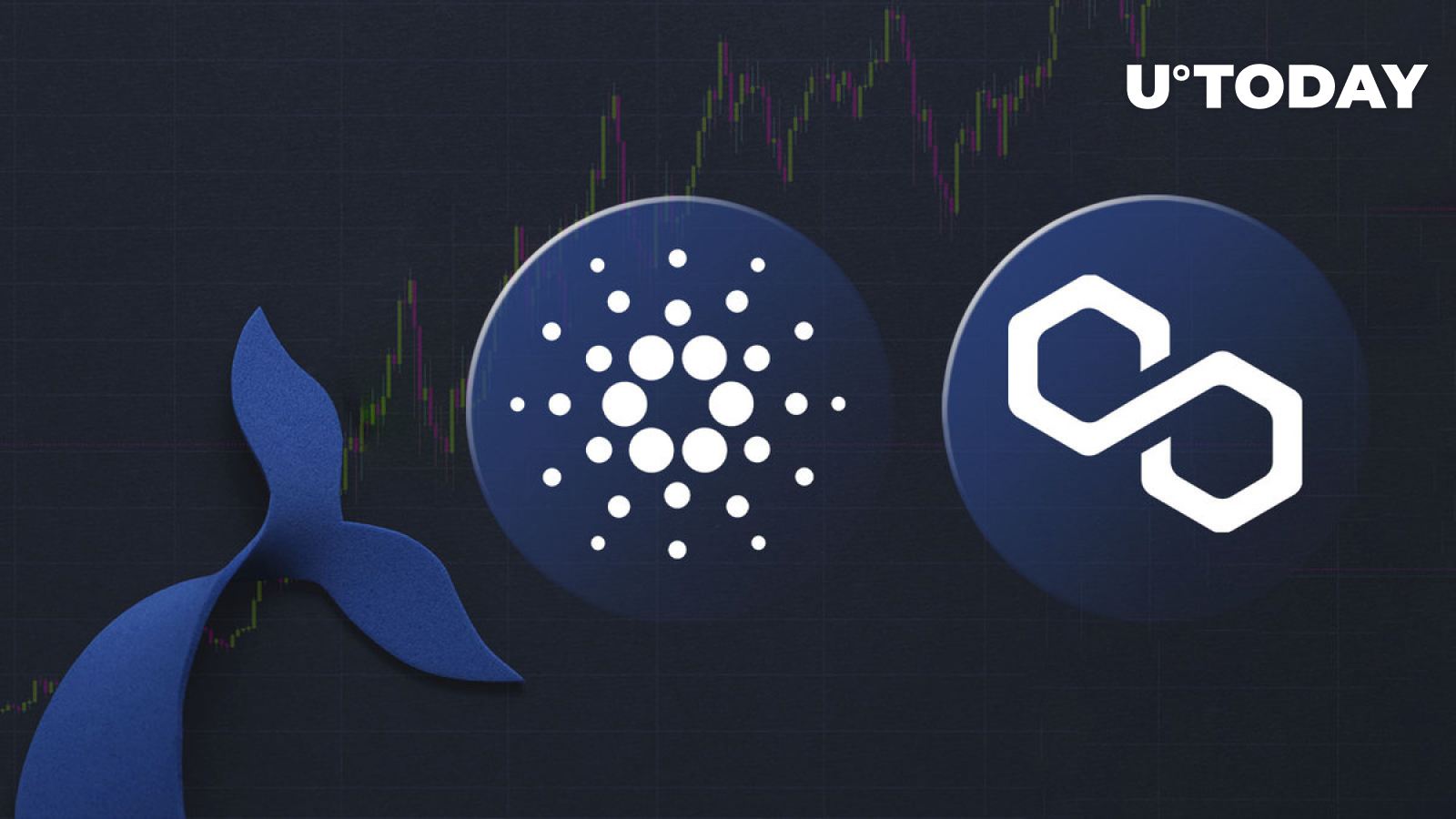 Cardano (ADA) and Polygon (MATIC): Why Are Whales So Interested in These Cryptocurrencies?