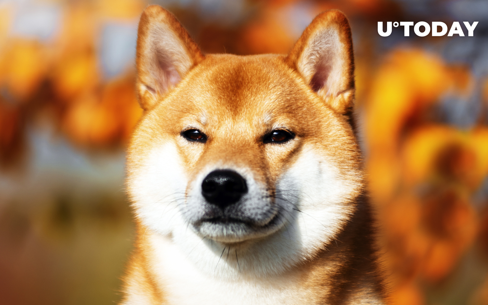 Shiba Inu (SHIB) فهرست شده توسط بورس BTCC