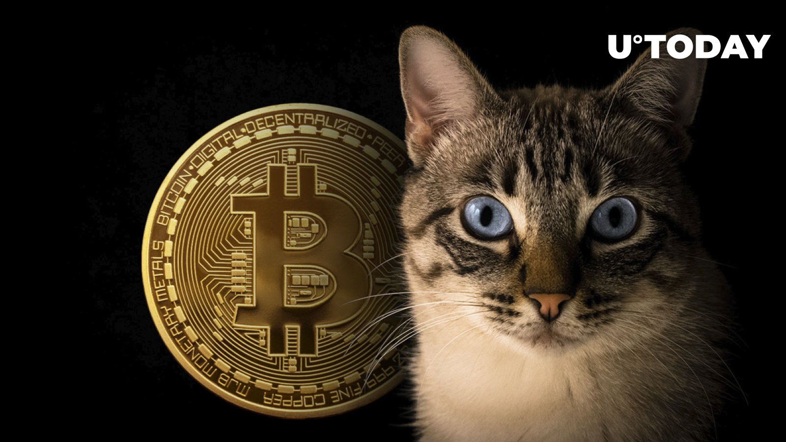 usd1-million-bitcoin-bet-winner-to-fund-cat-house