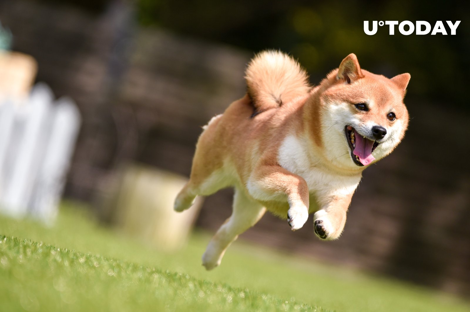 Shiba Inu (SHIB) Outperforms Cardano (ADA), XRP and Other Altcoins