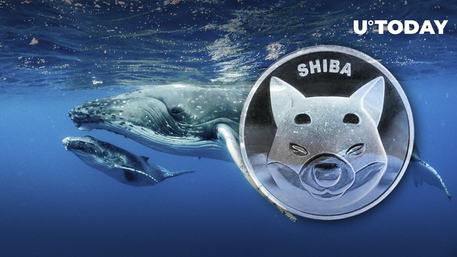 2.21 Trillion SHIB In Whales' Wallets Move As Shiba Inu Eyes Bullish ...